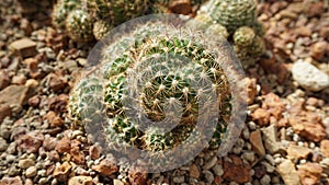 SchwarzÃ¢â¬â¹ BarrelÃ¢â¬â¹ Cactus